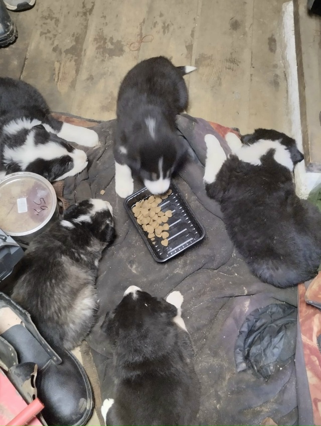 Ищем дом и добрые руки для щенков.🐕🐩🐶🐾
+7920679-34-78 Вик?...