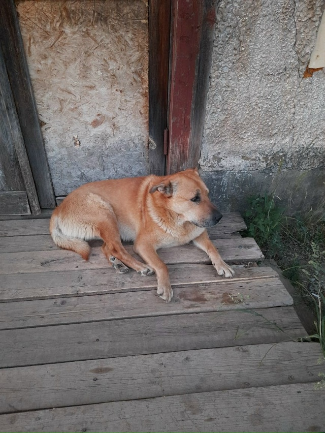 г.Чайковский Пермский край.
Исчез или отловили.... песи...