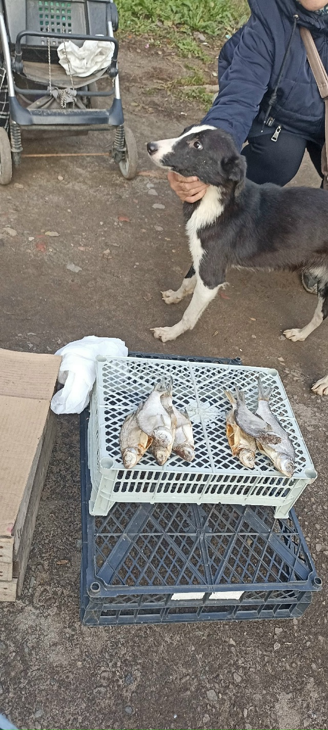 Молодой щенок ласковый , не боится подходит ко всем бег...