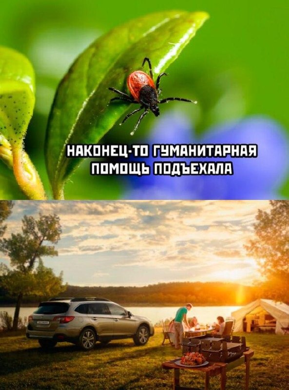 Клещи начали массово атаковать россиян.
В Питере, например, только за последнюю неделю от укусов п