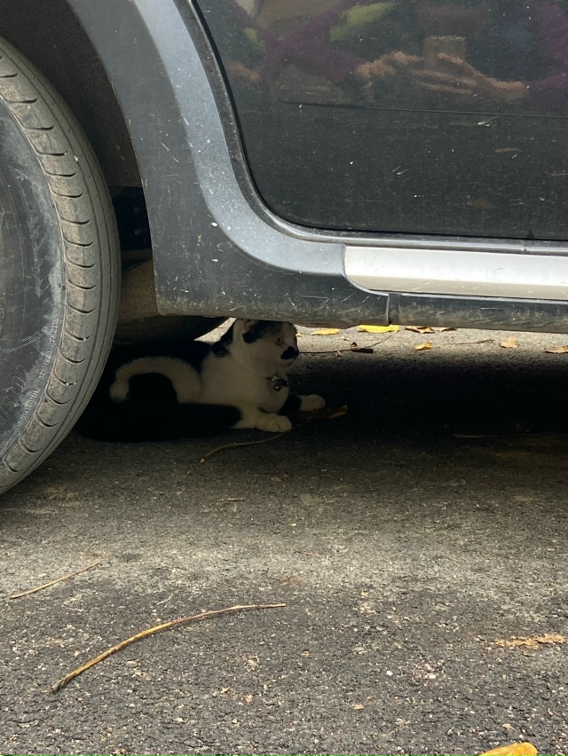 Котик бегает у пр. Победы 62. Никто не терял?в ошейнике, ч...