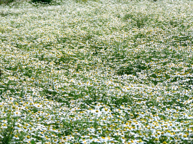 Прекрасное ромашковое поле в Пермском районе.🌼🌼🌼