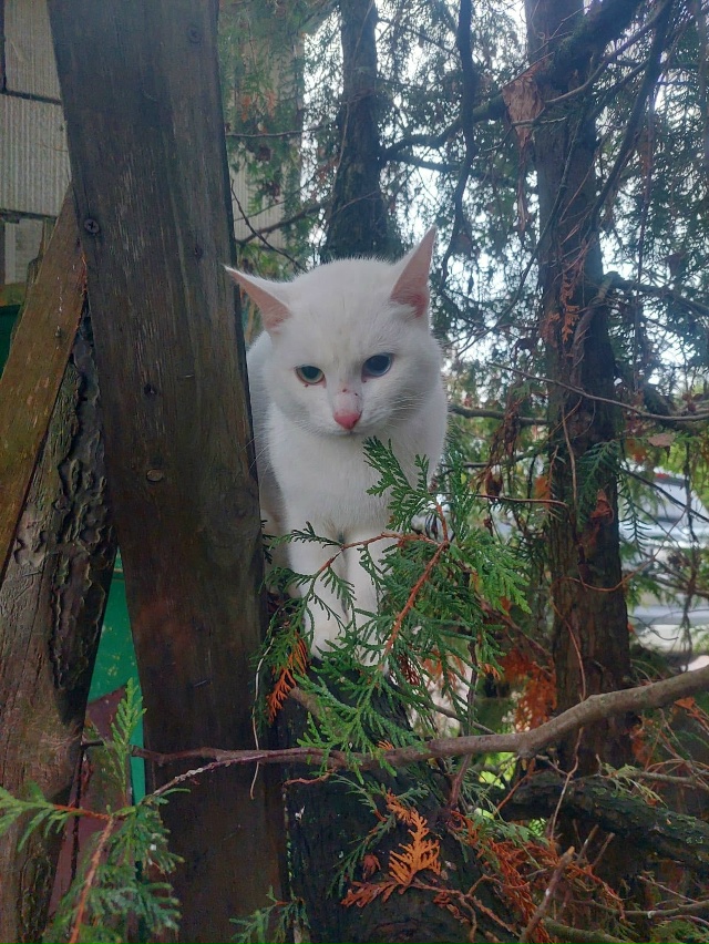 Ни у кого кошечка не терялась? Чистая, ухоженная. На вид...