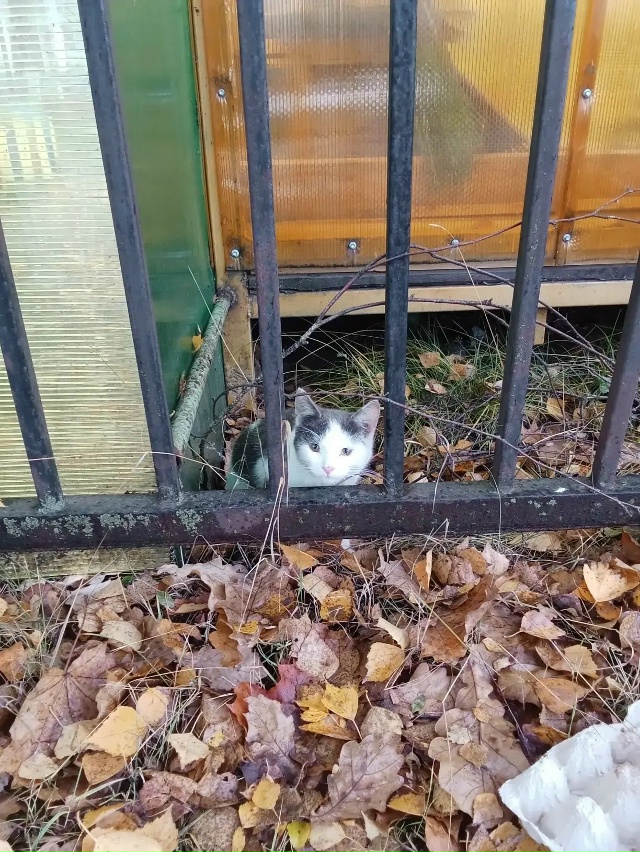😔 Пропадают котята
Подкинули или вышли сами из садов,...