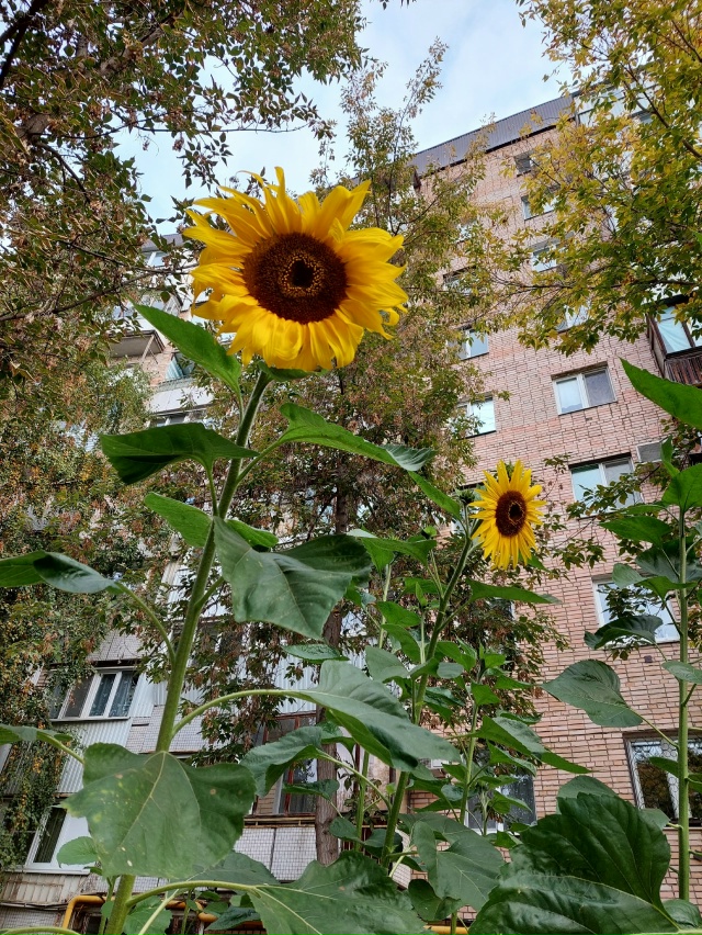 Давайте сажать подсолнухи ? ? ? Это необыкновенно ...