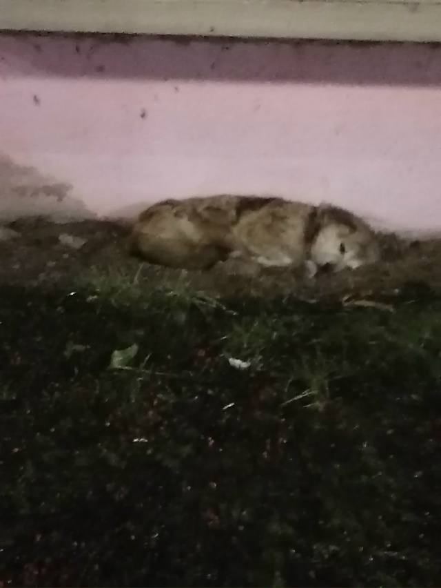 Шла домой с ребёнком, увидели бедную собачку мокнет по?...