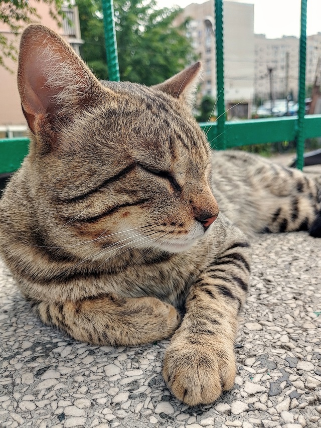 Красивейший кот, в крови которого явно есть бенгалы и, ?...
