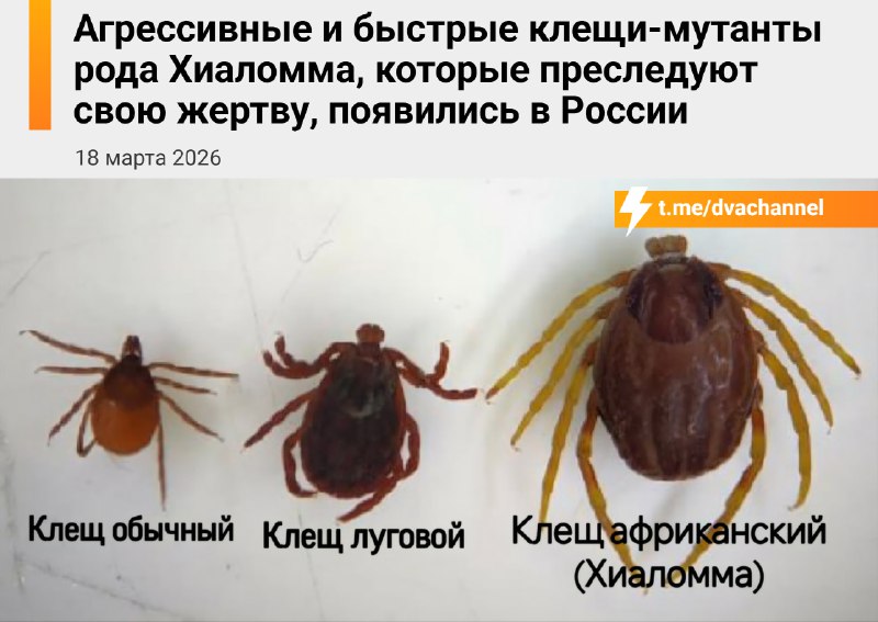 ❗️Россию атакуют гигантские клещи-мутанты рода Хиаломма — эти членистоногие добрались к нам из Африк