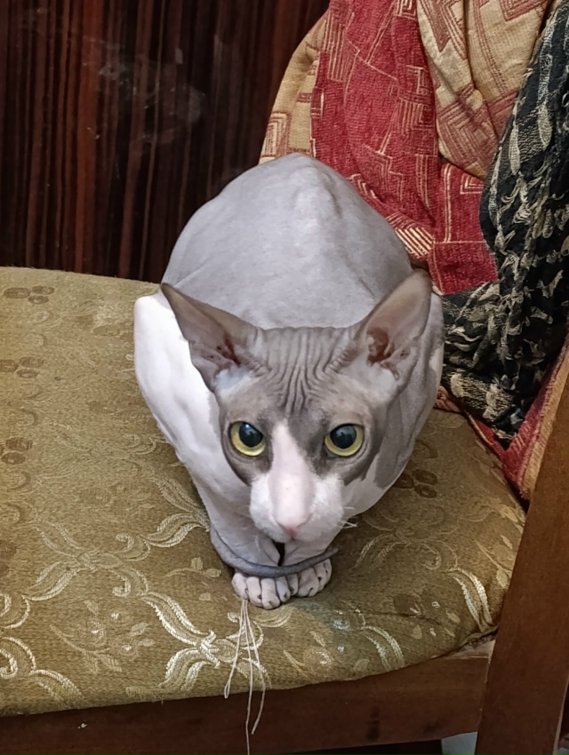 У меня дома живёт яйцо.
Как бы вы назвали его? Мне кажет...