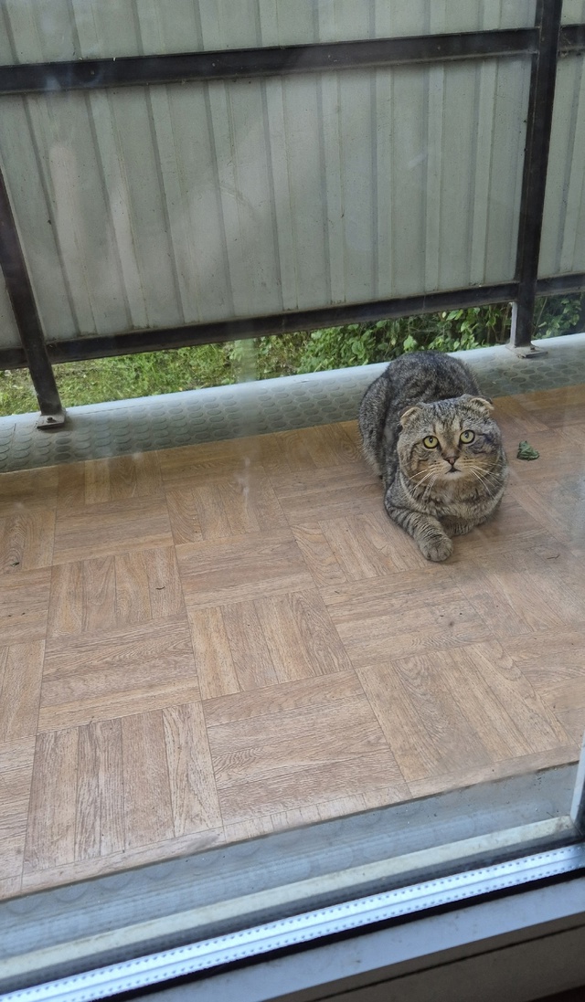 Чей кот? Может убежал у кого-нибудь?
Находится в районе ...