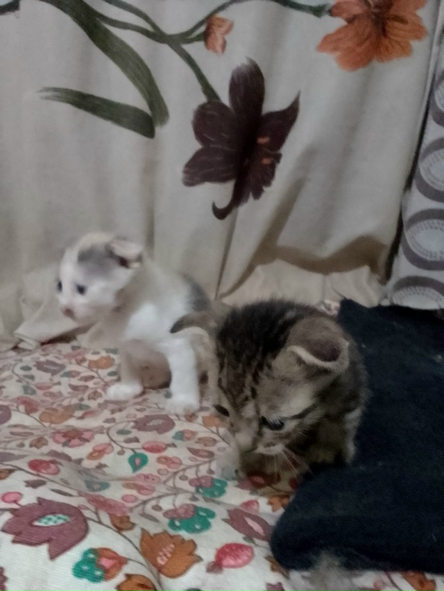 В добрые руки отдаются котята
[id806434829|Валентина Захаро...
