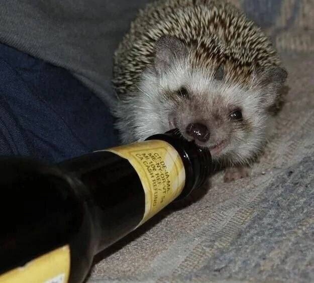 ‼️ День пьяного ёжика отмечается сегодня.
Раньше кре?...