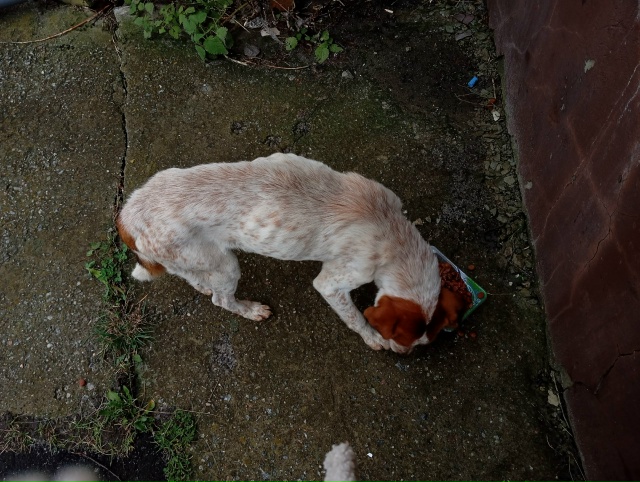 Найдена собака
Может кто то ищет
Пёс сильно худой, аппе...