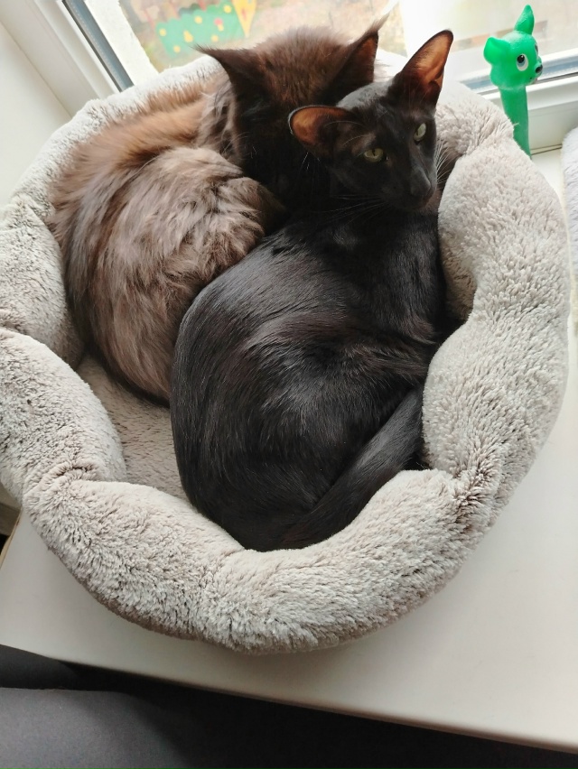 Лексус и Хаммер Ольговичи приветствуют всех 🤗🖤🖤