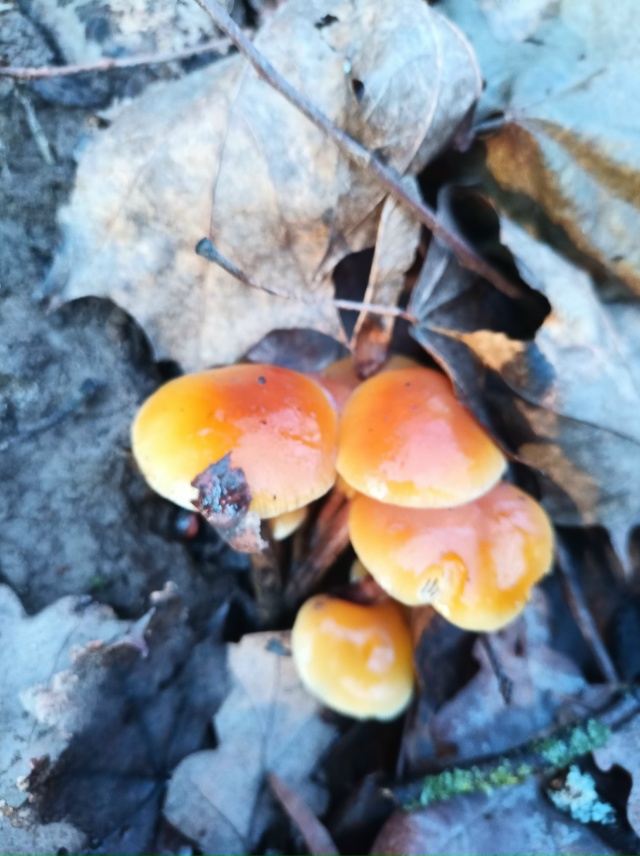 ГРИБЫ В ДЕКАБРЕ - МИФ ИЛИ РЕАЛЬНОСТЬ?
У большинства гр?...