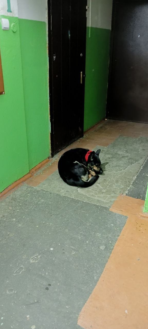 Чья потеряшка на Ленина 19, первый подъезд, уже третий д?...