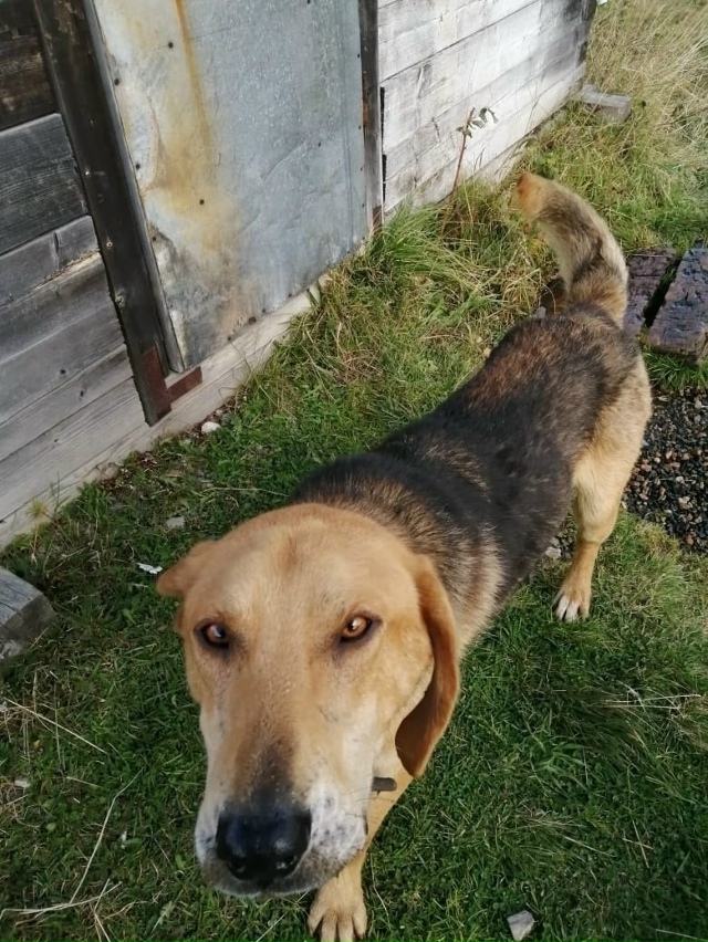 🆘🆘🆘Пермский край, Горнозаводский район!!!!Найден го?...