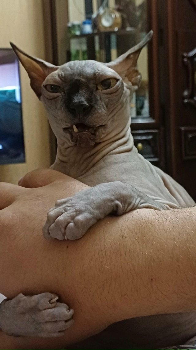 Дед мяук с одним оставшемся зубом . Крайне опасен , но в ...