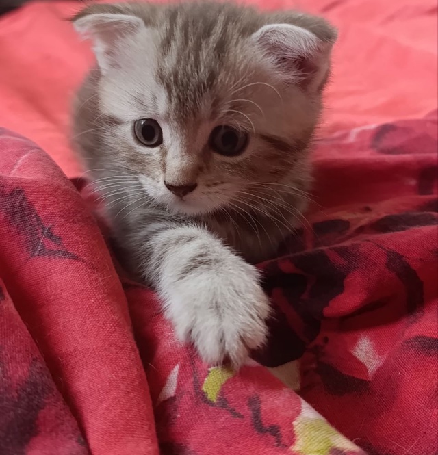 отдадим котенка в добрые руки,вислоухий шотландец,мал?...