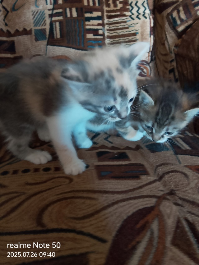Отдам котят кушают всё к лотку приучены