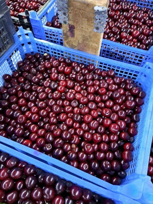 🍒 Сезонные ягоды — свежие, спелые и сладкие!
Вишня — ?...