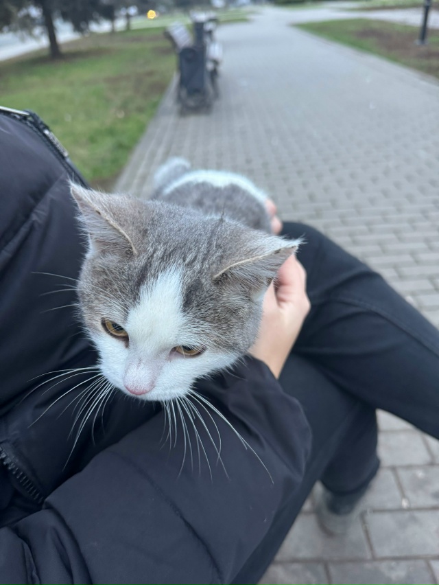 Потерялся котик в центре, чей?