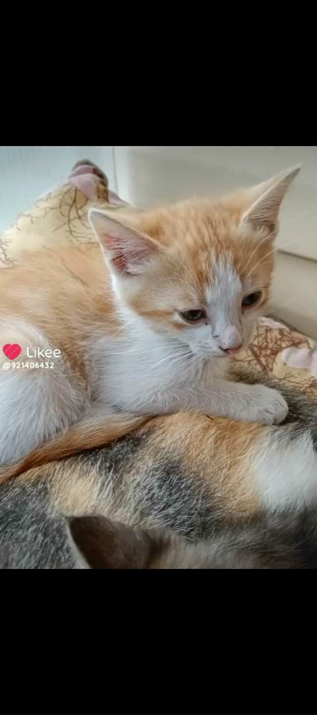 Пристраиваются два мальчика, три месяца. Живут на улиц?...