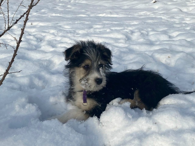Ищем дом для этой малышки.
Девочка, примерно 3 месяца. Б?...