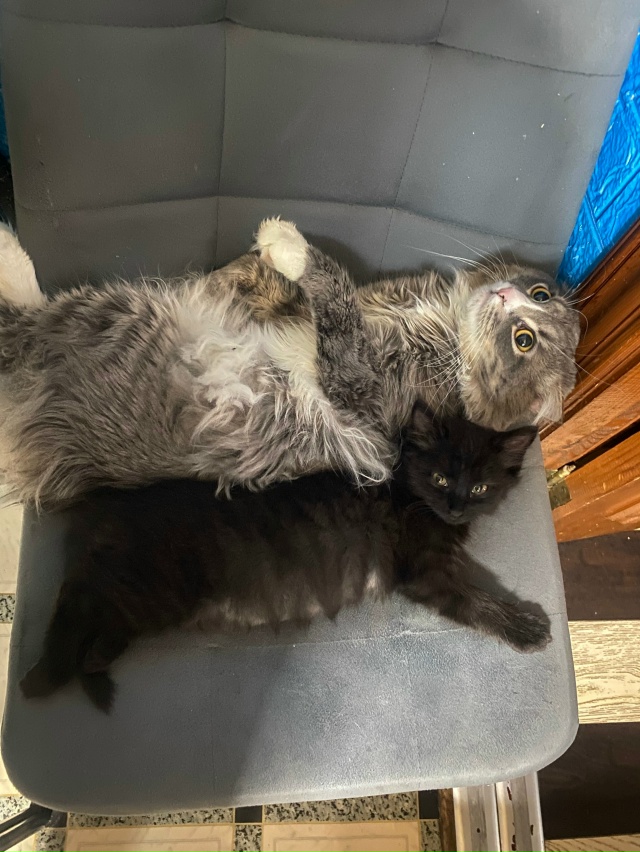 Отдам котенка девочку в добрые руки. Примерно 3-4 месяца...