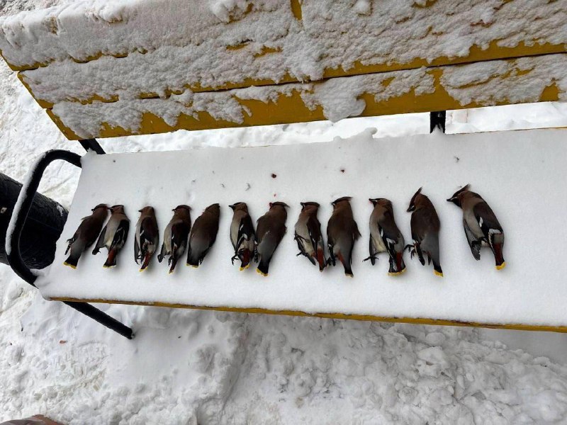🥴Компанию пьяных свиристелей заботливо положил на скамейку житель Ногинска
Жители считают, что пти