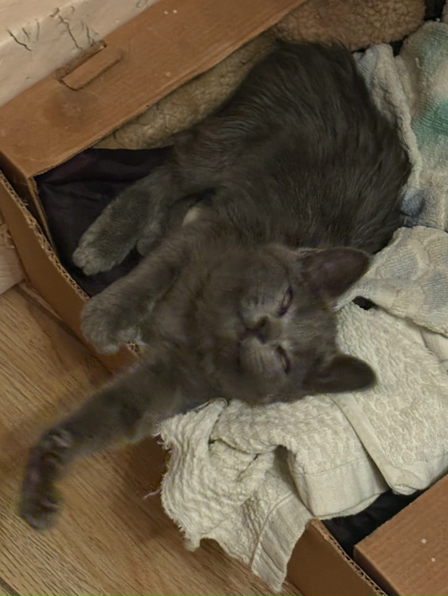 Потерялась кошечка на ул. Пионерской в сторону вокзала...