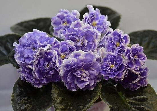 Продам набор деток сортовых фиалок. В наборе 4 детки. Це...