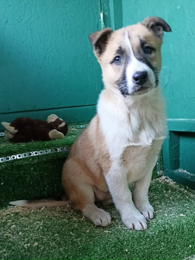 Ищут дом.
Щенки и котята.
Щенки от 2х месяцев до 9мес.
Ко...