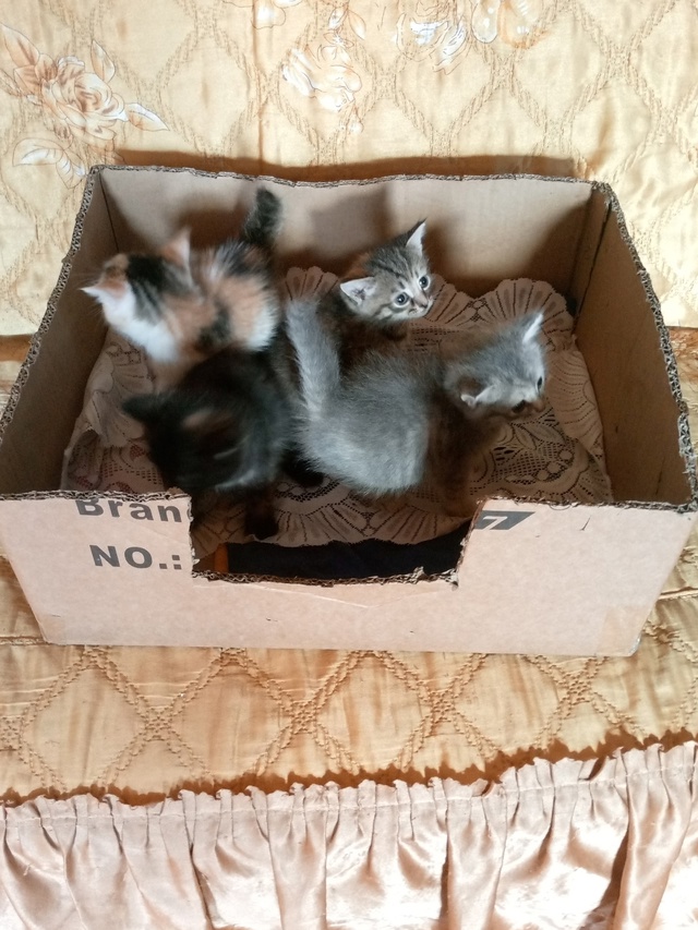Отдам в добрые руки котят от мамы мышеловки,уже кушают ...