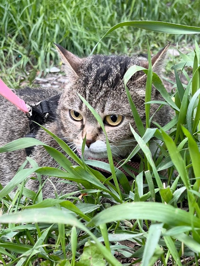 🐾 Ищет дом кошка ДУСЯ! 🐾
Познакомьтесь с Дусей — неж?...