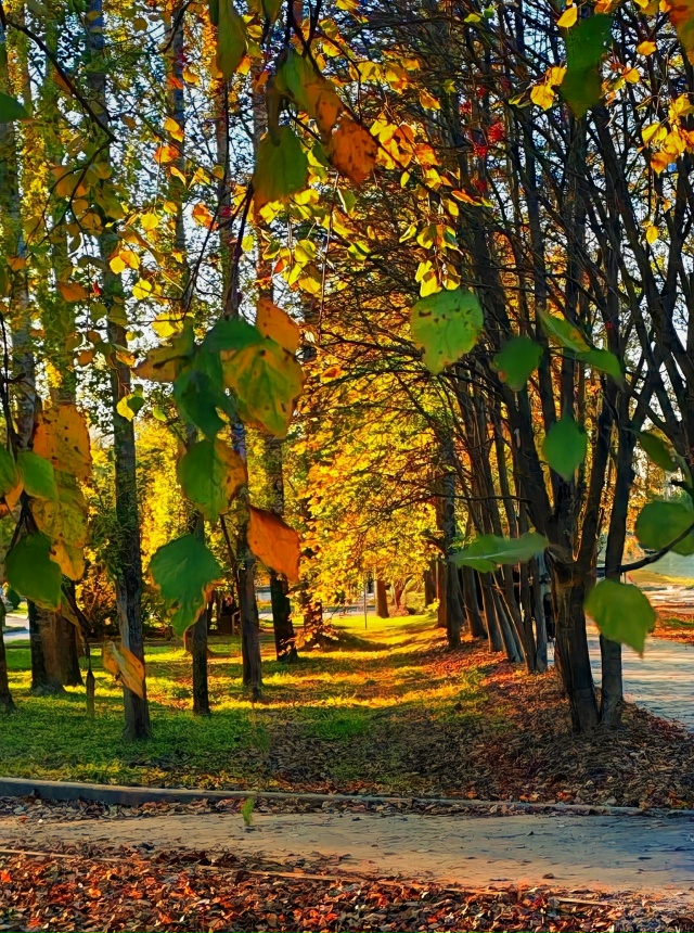 Золотые мгновения осени 🍁🍁🍁