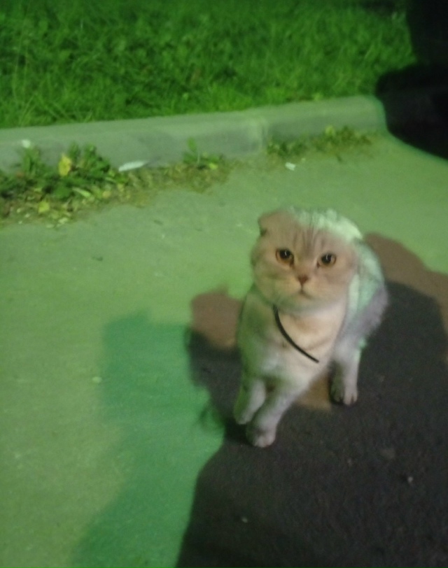 Анонимно. Может кто-то потерял или у кого сбежала? поро?...