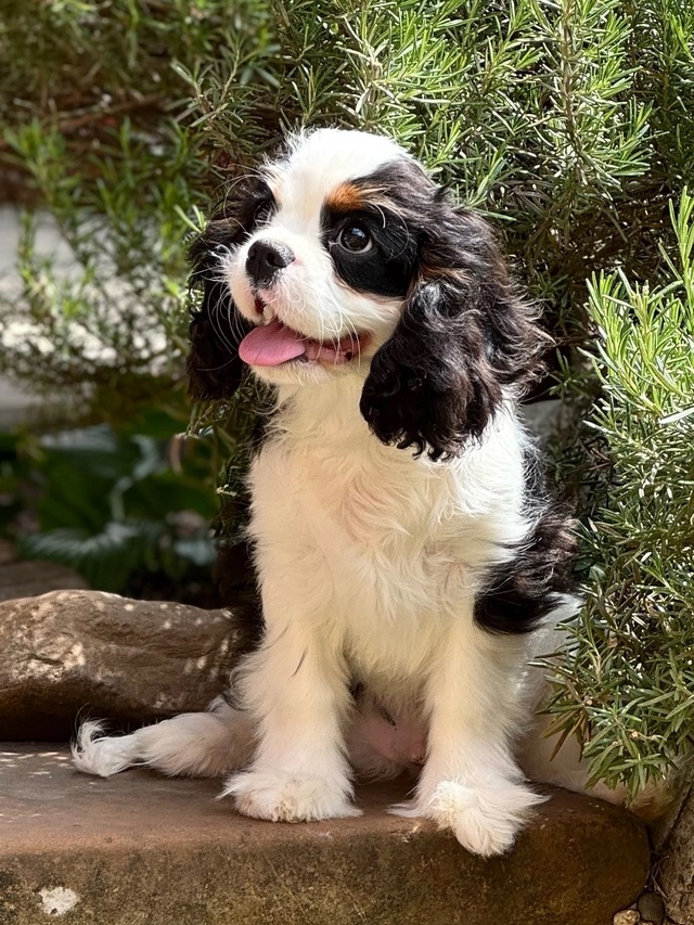 Предлагаются породные щенки ? от импортных родителей...