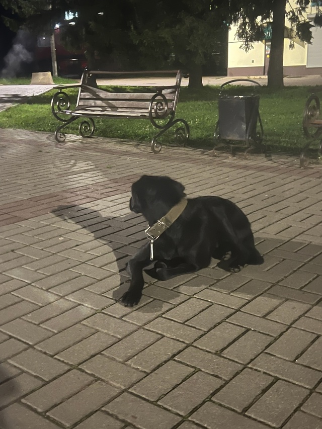Добрый вечер, кто потерял собаку? Очень добрая, видимо ?...