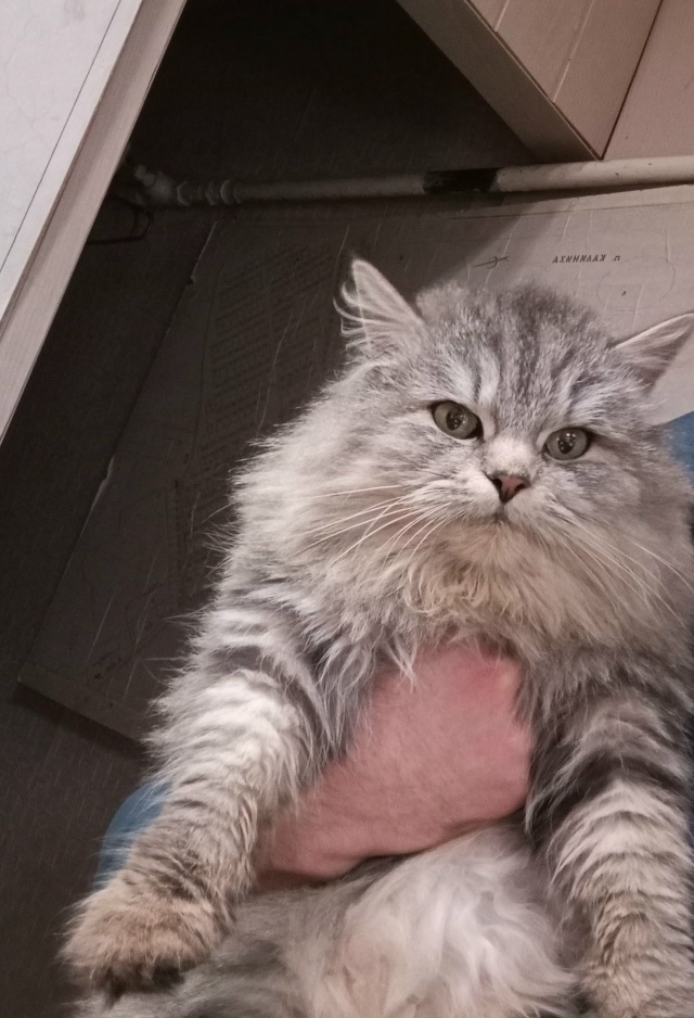 Прибилась кошка,с ошейником.
Находится в пожарной част...