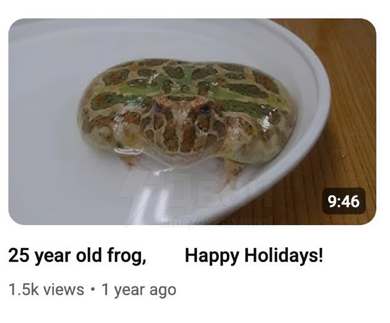 Японский дед каждый год празднует день рождения своей… лягушки
Он выкладывает видео с ней на ютуб: