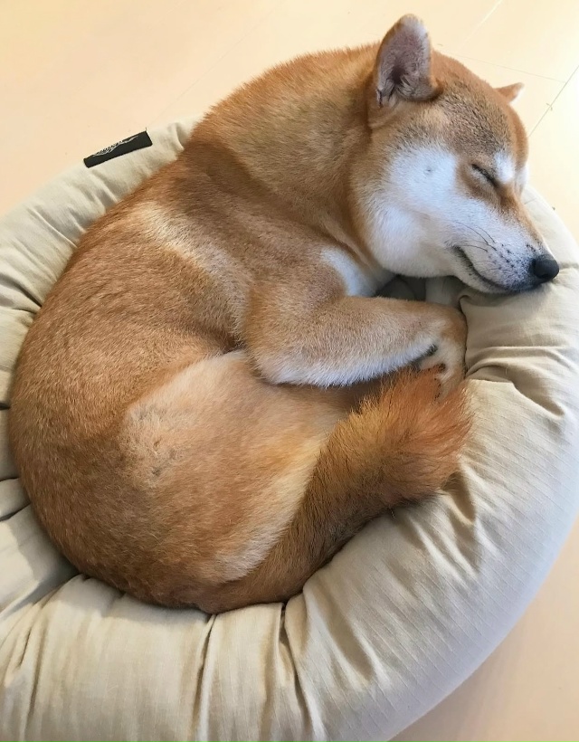 Вырос с котиками😃