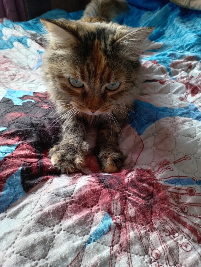 Охотимся даже на плед 🤗