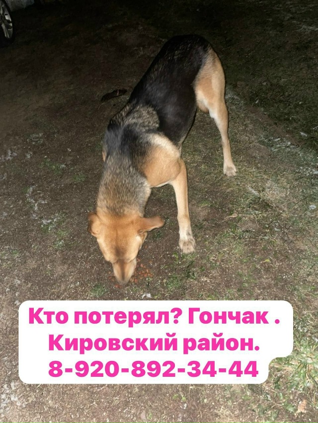 Калужская область. Кировский район. 🆘🆘🆘🆘🆘 Кто пот...