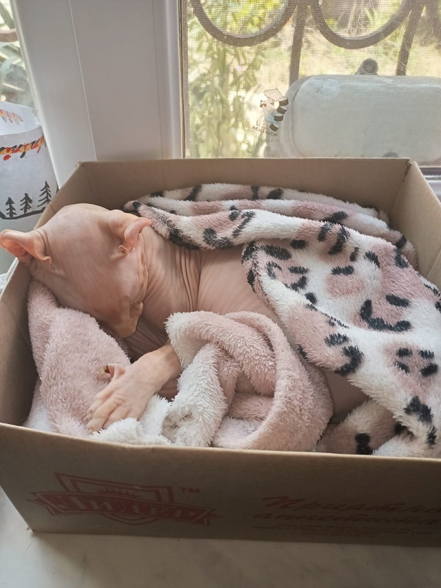 Всратая мимимишность Казюля, в +35 спит в коробочке и лю?...