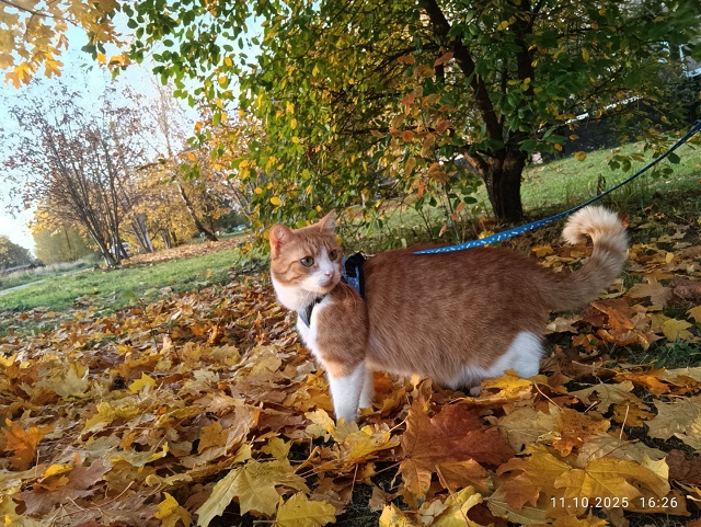 Рыж на прогулке ☀Провожая последние, тёплые дни осени ...