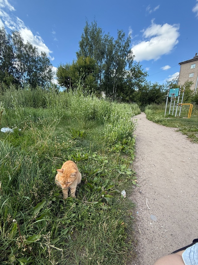 Никто не терял кота(кошку)??
Кот с коротким хвостом(бобт...