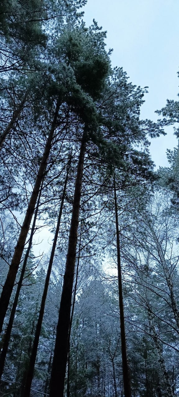 В лесу Прибрежного
📸 Красивые места Самары и област?...