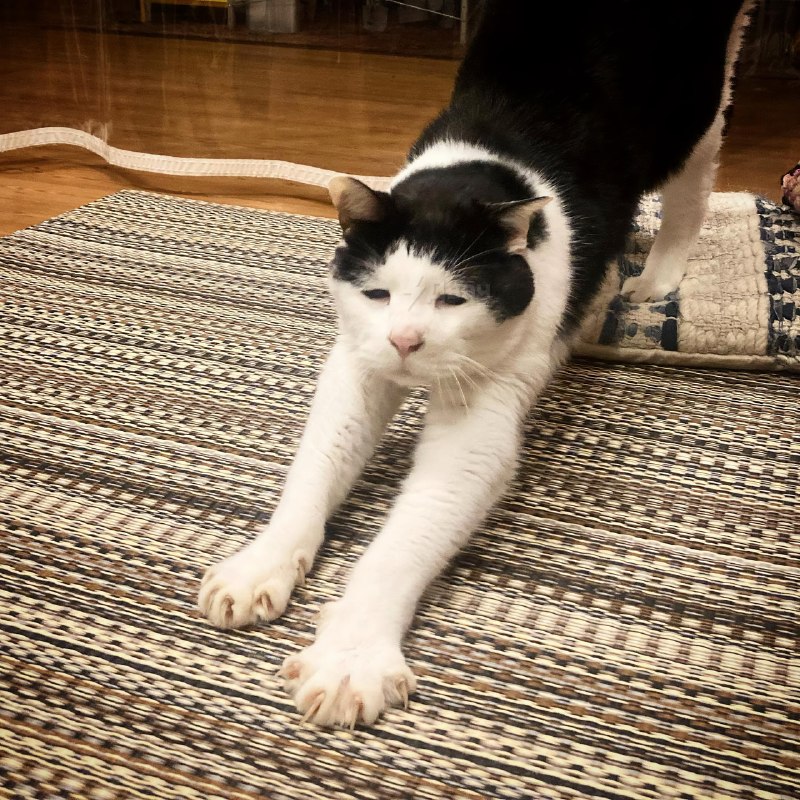 В Японии живёт самый грустный котяра в мире — его зовут Панчо, и ему уже 17 лет