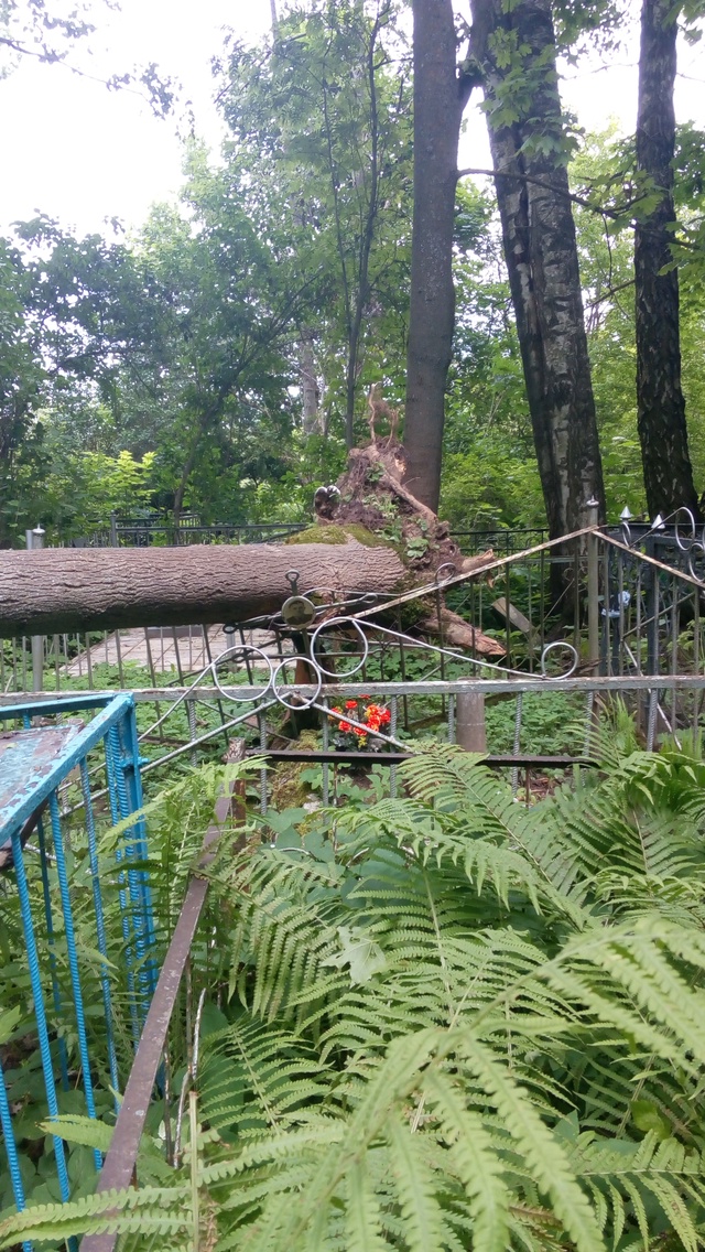 Здравствуйте, на старом кладбище опять упали деревья. ?...